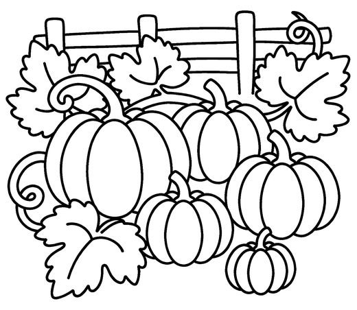 Five pumpkins of different sizes on curly vines with a wooden fence behind, free printable coloring page
